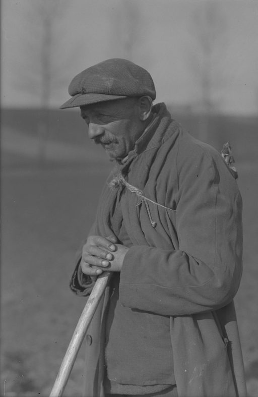 Limburgse schaapsherder